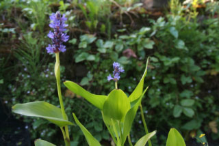 Pontederia cordata Moerashyacint, Snoekkruid bestellen